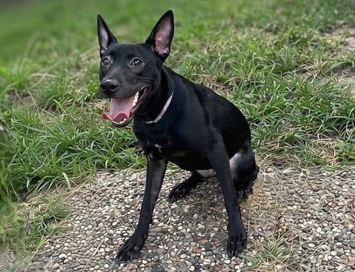 Photo of Diamond, adoptable Labrador Retriever in Houston, Texas