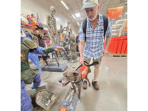 Photo of Rupert, adoptable American Pit Bull Terrier in Phoenix, Arizona