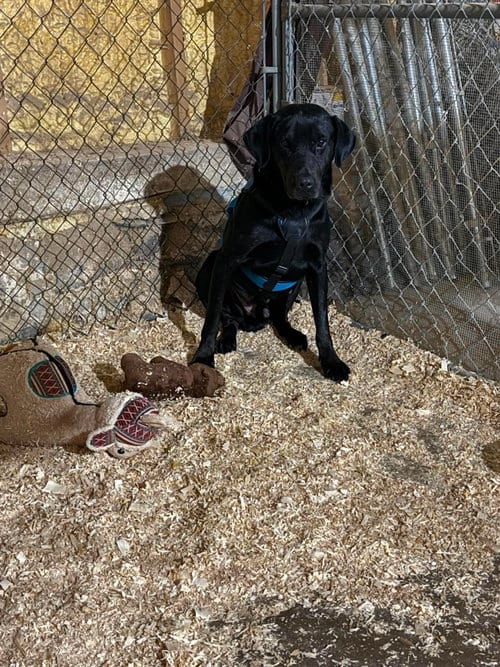 Photo of Finley, adoptable Labrador Retriever in Livonia, Michigan