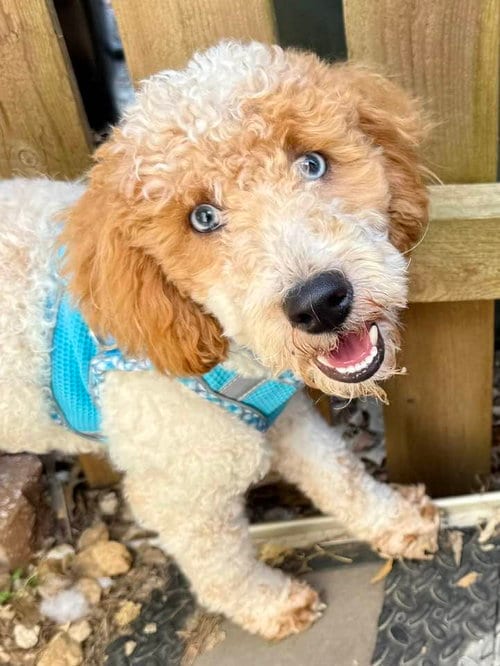 Photo of Romeo, adoptable Poodle (Miniature) in Lee's Summit, Missouri