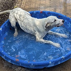 Photo of Baylee, adoptable Mixed Breed (Medium) in Chicopee, Massachusetts