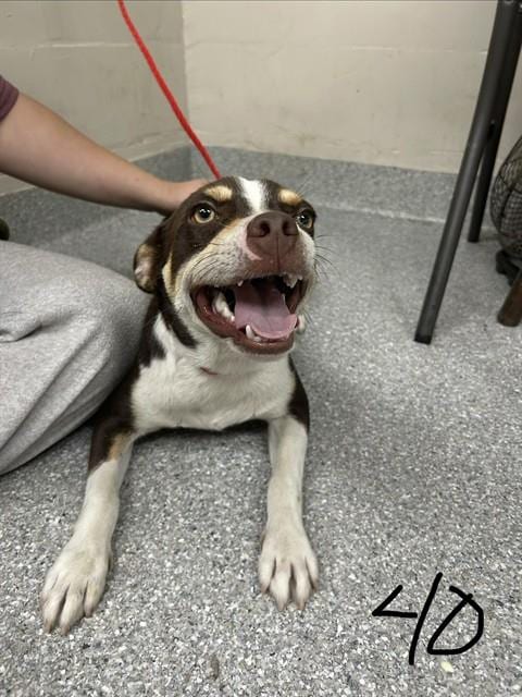 Photo of Hershey, adoptable Chihuahua in Pasadena, Texas