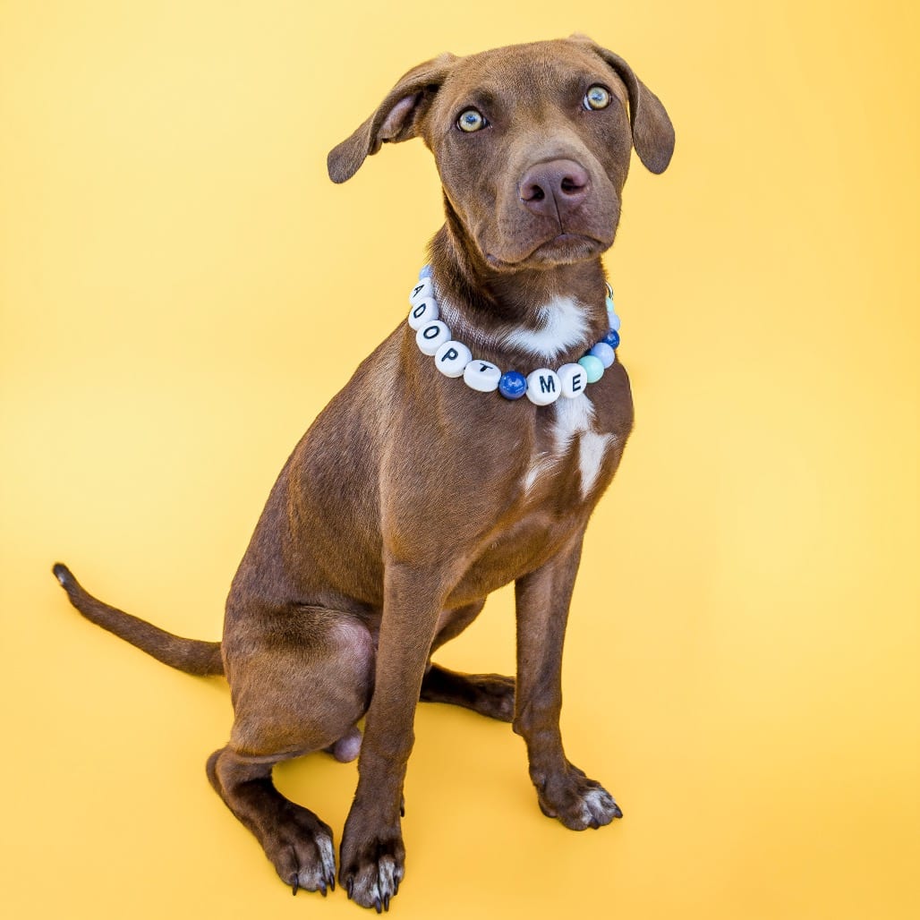 Photo of Tito, adoptable Terrier, American Staffordshire / Retriever, Labrador in Boonville, Missouri