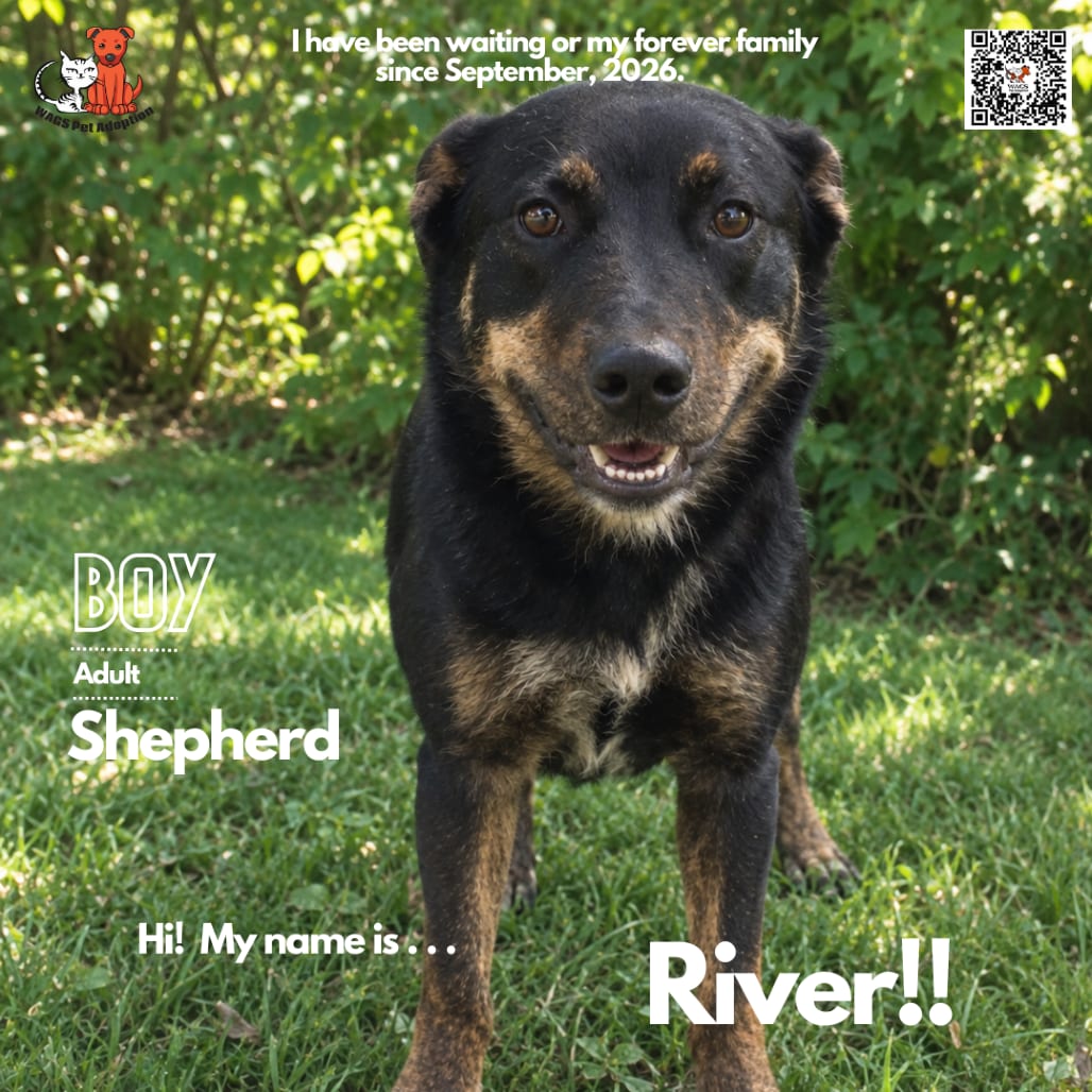 Photo of River, adoptable Shepherd in Westminster, California