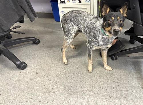 Photo of Chuck, adoptable Australian Cattle Dog/Blue Heeler in Fairfield, California