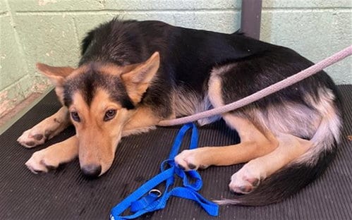 Photo of Charlie, adoptable German Shepherd Dog in Sacramento, California