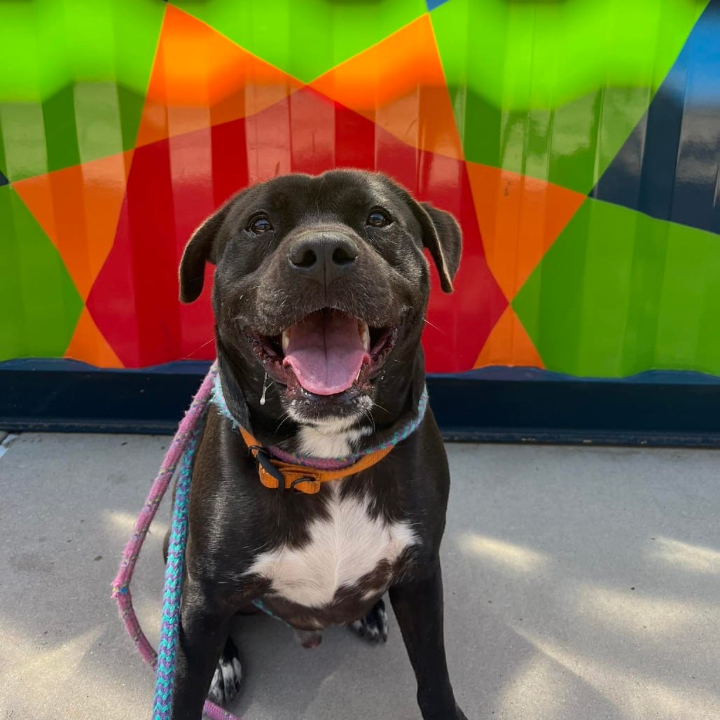 Photo of Veto, adoptable Mixed Breed (Medium) in St. Louis, Missouri