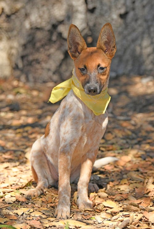 Photo of Kiwi, adoptable Cattle Dog in Dana Point, California