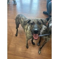 Photo of Zoe, adoptable Mixed Breed (Medium) in Baton Rouge, Louisiana