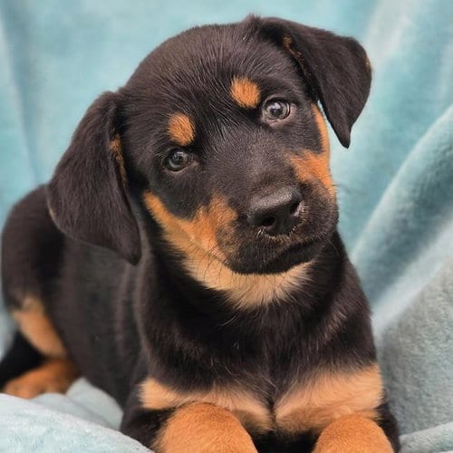 Photo of Eureka Pup - Jo Lupo, adoptable Wirehaired Fox Terrier in San Diego, California