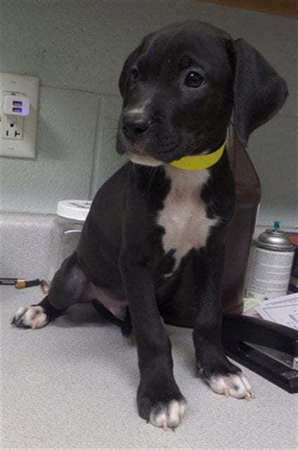 Photo of Cress, adoptable Pit Bull Terrier in Augusta, Georgia