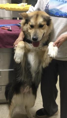 Photo of Blossom, adoptable German Shepherd Dog in Riverside, California