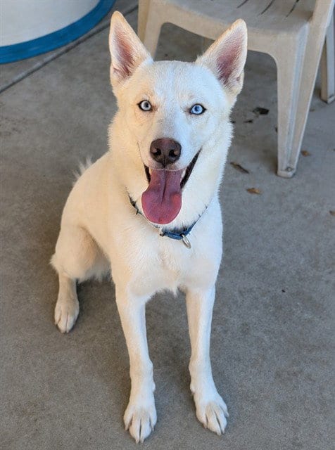 Photo of Tofu, adoptable Siberian Husky in Sacramento, California