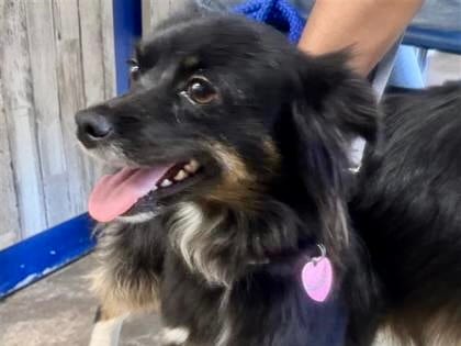 Photo of Little Bit, adoptable Australian Shepherd, Miniature/Mix in Georgetown, Texas