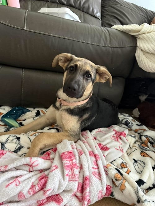 Photo of Luna Lynn, adoptable German Shepherd Dog in Martinsburg, West Virginia