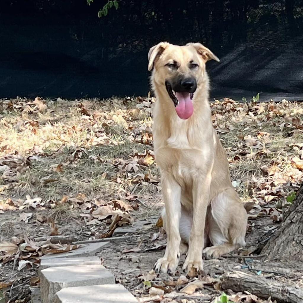 Photo of Nelly Furtado, adoptable Mixed Breed (Large) in St. Louis, Missouri