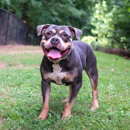 Photo of Santos, adoptable dog in Chamblee, Georgia