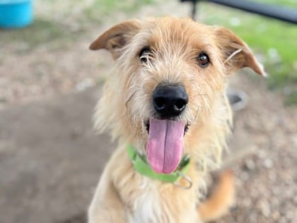 Photo of Sriracha, adoptable dog in Georgetown, Texas
