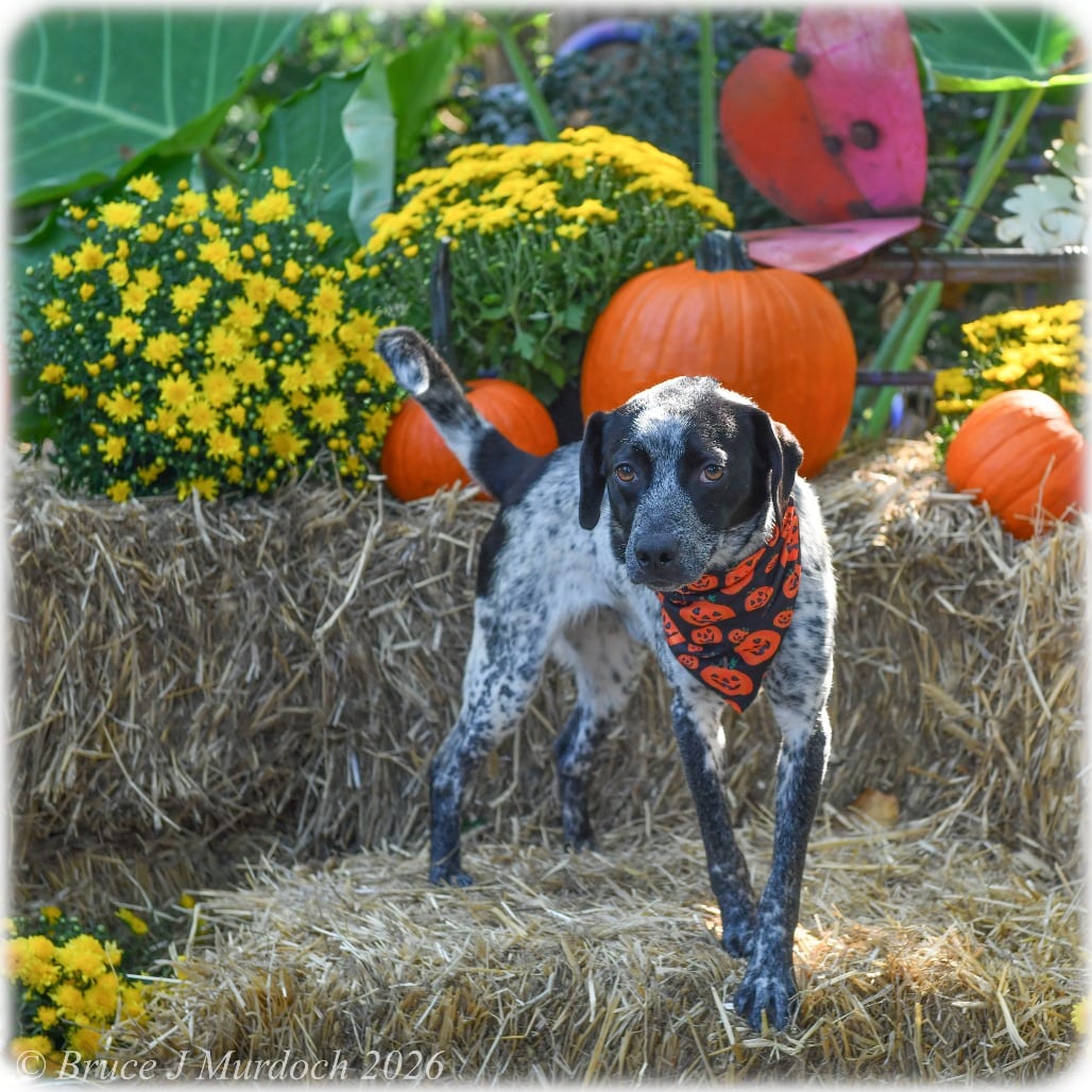 Photo of Emeril, adoptable Cattle Dog in Wake Forest, North Carolina