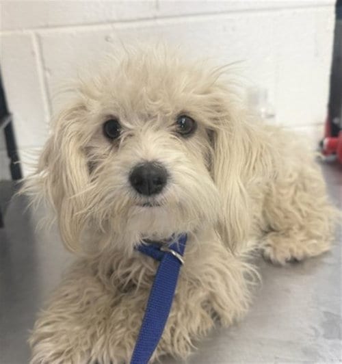 Photo of Ashley, adoptable Maltese in San Bernardino, California