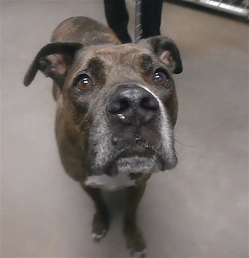 Photo of Courage, adoptable American Pit Bull Terrier in Mesa, Arizona