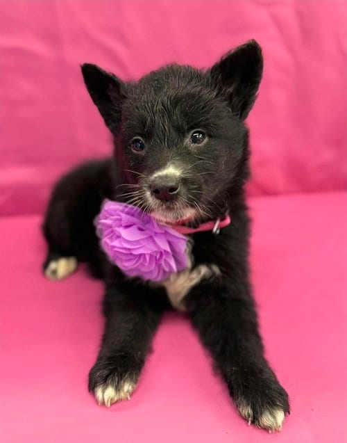 Photo of Sugar, adoptable Husky in Sedalia, Colorado