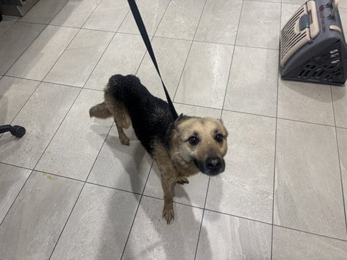 Photo of Sasha, adoptable German Shepherd Dog in Garland, Texas