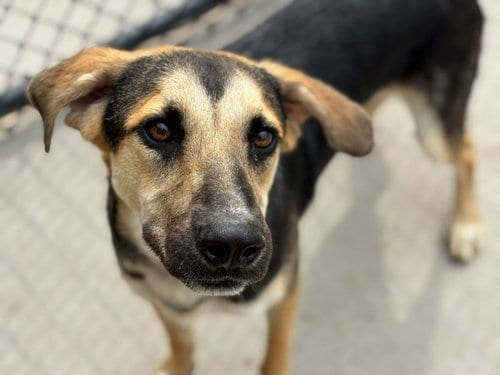 Photo of Cheddar, adoptable German Shepherd Dog in Tulsa, Oklahoma
