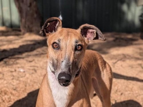 Photo of Gypse, adoptable Greyhound in Millsboro DELAWARE, New Jersey