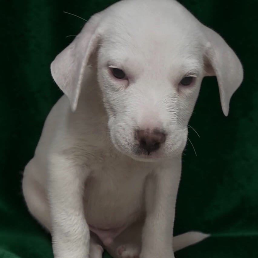 Photo of Ranger, adoptable Retriever, Labrador in Mount Vernon, Arkansas