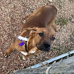Photo of Sassy, adoptable Black Mouth Cur in Melbourne, Arkansas