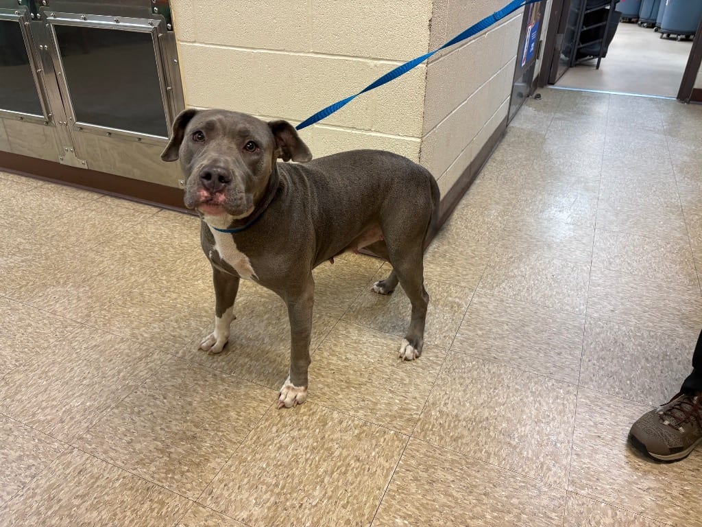 Photo of Diamond, adoptable Pit Bull Terrier in Nacogdoches, Texas