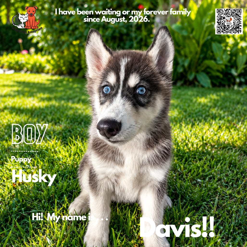Photo of Davis, adoptable Husky in Westminster, California