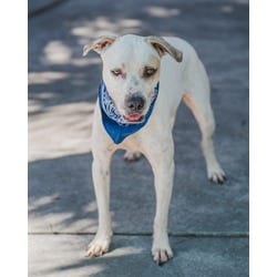 Photo of Bozes, adoptable Terrier (Unknown Type, Medium) in Doral, Florida
