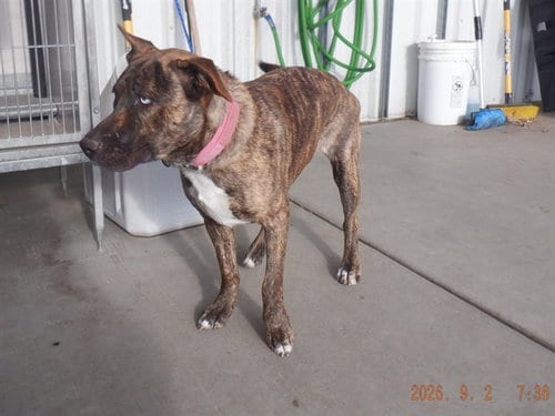 Photo of Elsa, adoptable Pit Bull Terrier in Oroville, California