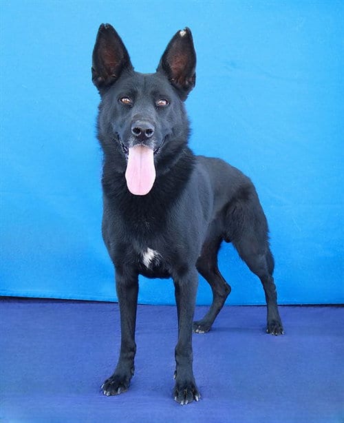 Photo of Alpha, adoptable German Shepherd Dog in Baldwin Park, California