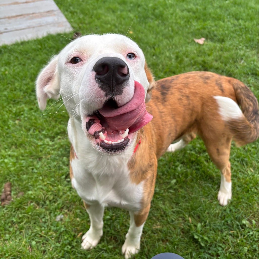 Photo of Gulliver, adoptable Terrier / Mix in Brookfield, Wisconsin