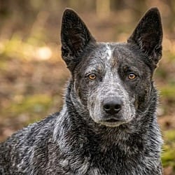 Photo of June, adoptable Australian Cattle Dog in Pittsfield, Illinois