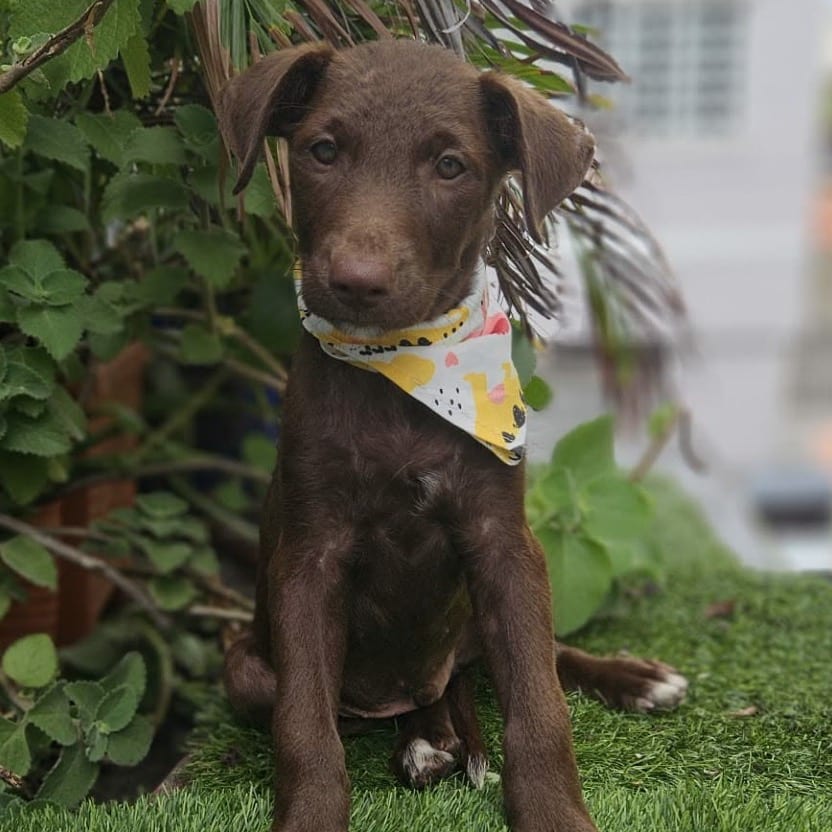 Photo of Cinnamon, adoptable Retriever, Labrador / Mix in Jefferson, New Jersey