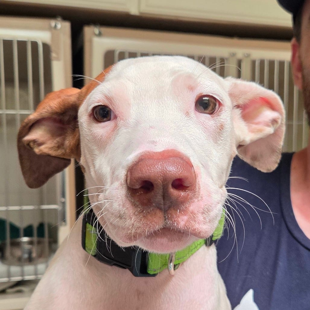 Photo of Filbert, adoptable Mixed Breed (Medium) in Dallas, Texas