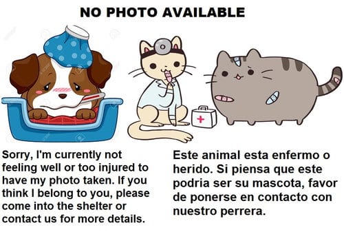Photo of Mai, adoptable French Bulldog in Los Angeles, California