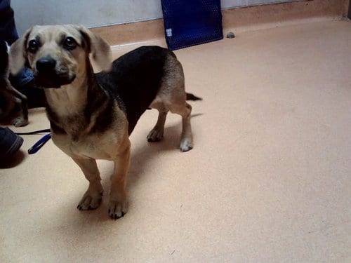 Photo of Lottie, adoptable Beagle in Martinez, California