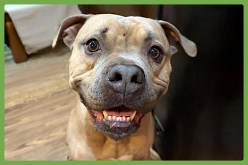 Photo of Santana, adoptable American Pit Bull Terrier in Amherst, Massachusetts