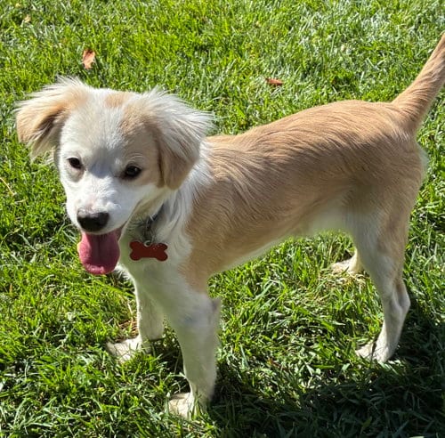 Photo of Sienna, adoptable Cavalier King Charles Spaniel in Romoland, California