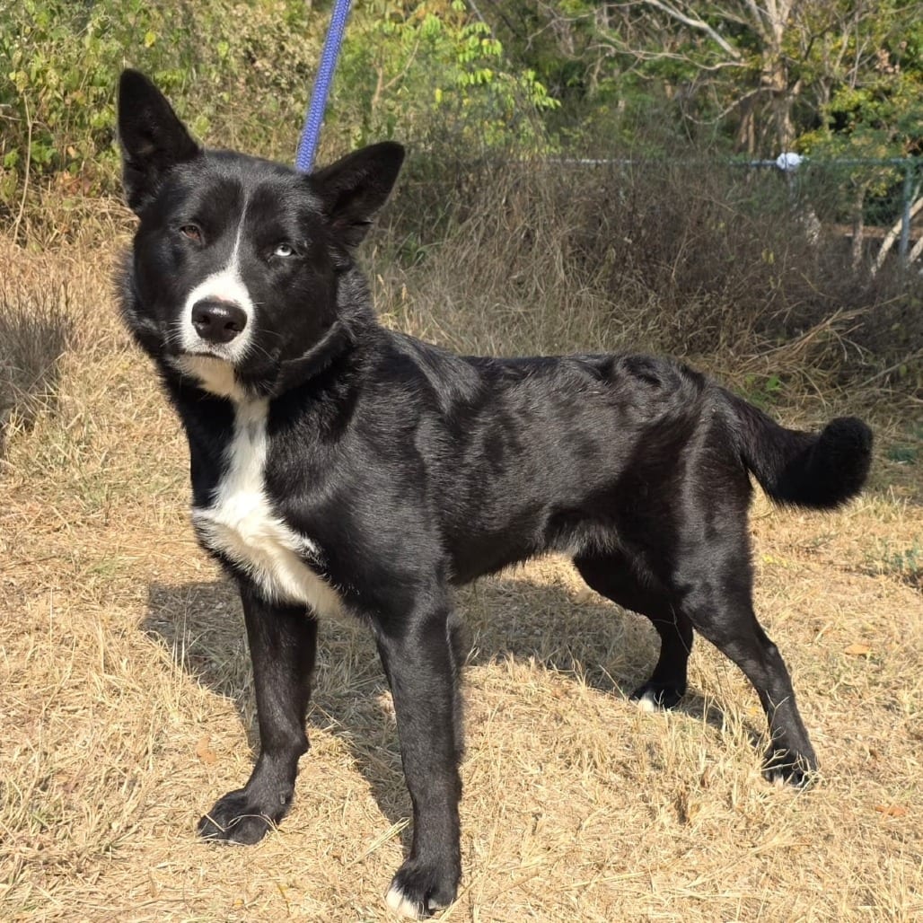 Photo of Oso (Bear), adoptable Mixed Breed (Large) in Bend, Oregon