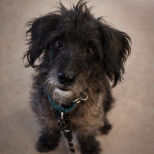 Photo of Artie, adoptable Terrier in Buffalo, New York