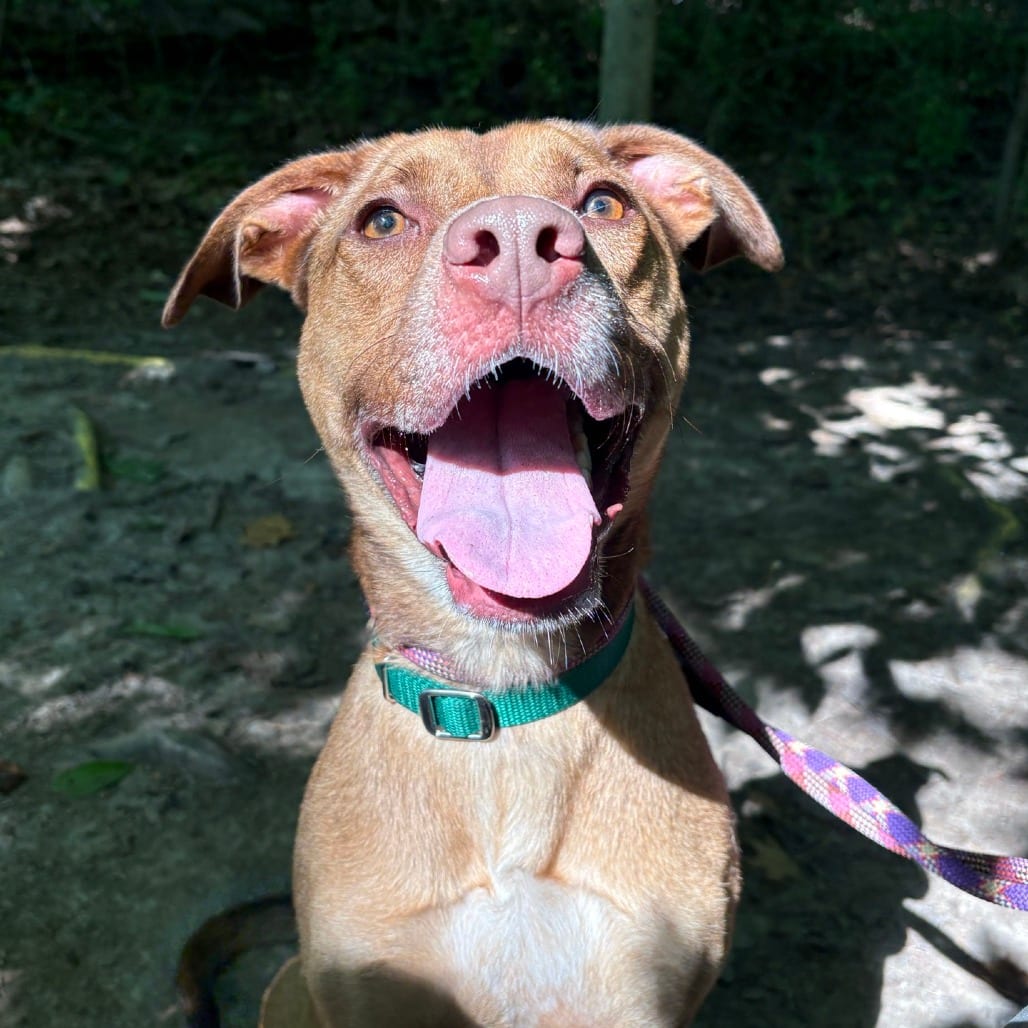 Photo of Apple Butter, adoptable Mixed Breed (Medium) in Greensboro, North Carolina