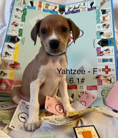 Photo of Yahtze, adoptable Terrier in Hillside, Illinois