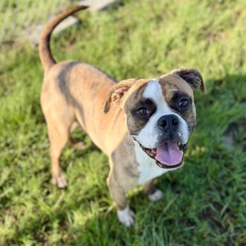 Photo of Pizzoli, adoptable American Bulldog in Conroe, Texas