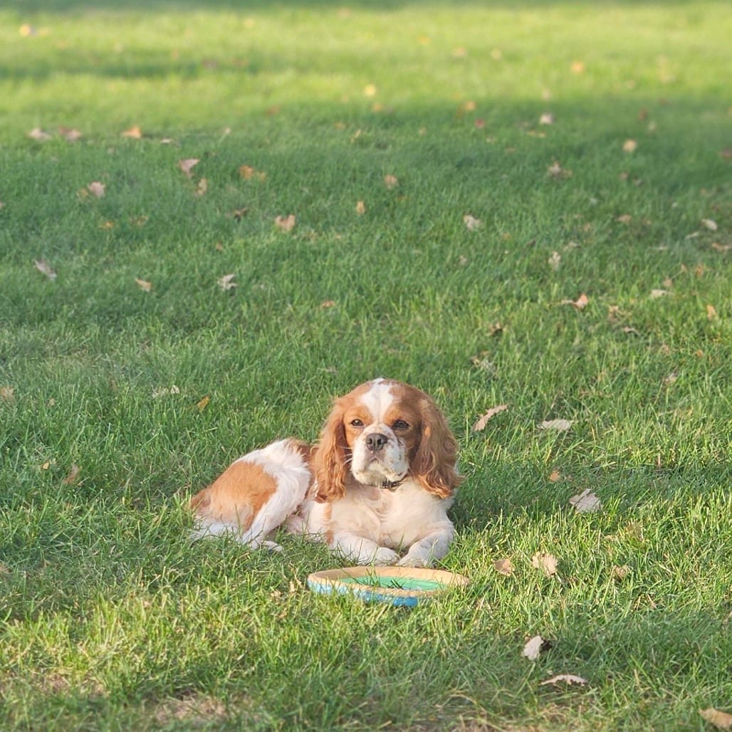 Photo of Valor, adoptable Spaniel, Cavalier King Charles in Decatur, Illinois